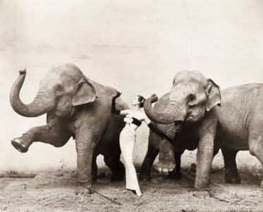 Dovima with Elephants, 1955