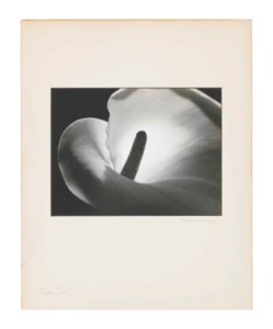 Calla Lily, 1925