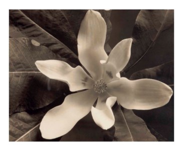 Magnolia Blossom, Voulangis , c. 1921