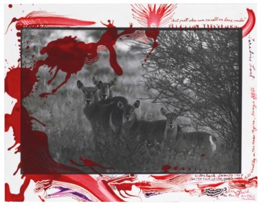 Waterbuck Family, 1968