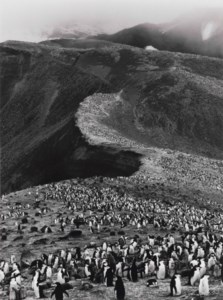 Chinstrap Penguins (Pygoscelis Antarctica), Deception Island, Antarctica, 2005