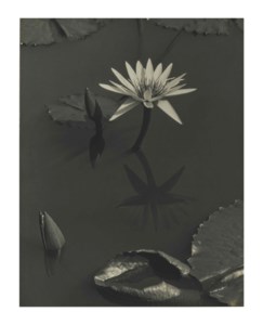 The Lily, Mt. Kisco, 1918 – 1919