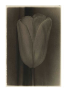 Tulip, 1978
