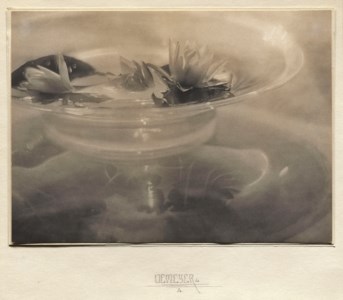 Water Lilies