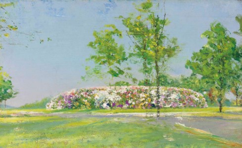 Massif de rhododendrons