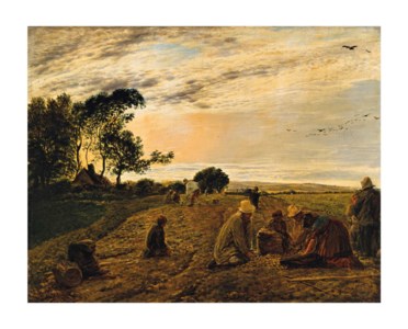The potato field - Isle of Wight