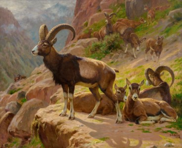Mountain Goats