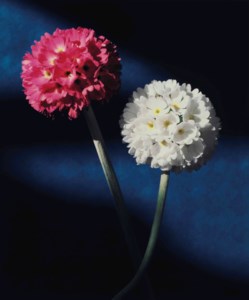 Primula Denticulata, circa 1992