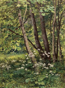 Forest flowers