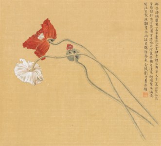 Poppies