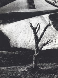 On Being Aware of Nature, 1954-1974