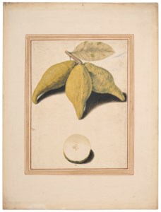 Three citron-lemons (Citrus limonimedica) attached to a twig, and one cut open