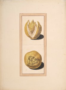 Two unusual citron-lemons (Citrus limonimedica)