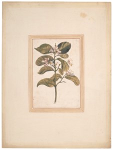A flowering lemon twig (Citrus limon)