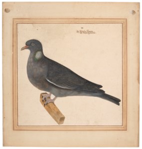 A wood pigeon (Columba palumbus)