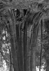 Cedars, Stanley Park, #7