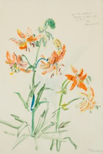 Tigerlilien
