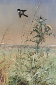 Chickadee and Thistle