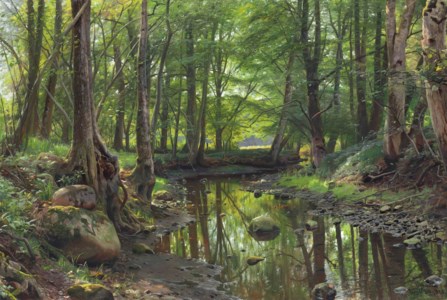 A Stream in the Forest