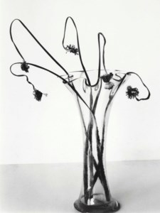 Untitled, from Sensual Flowers , 1996