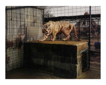 White Tiger, (Kenny), Selective Inbreeding Turpentine Creek, Wildlife Refuge and Foundation, Erika Springs, Kansas, 2006/2007