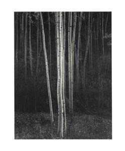 Ansel Adams, Aspens, Northern New Mexico, 1958