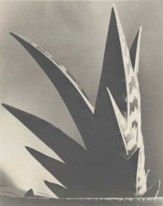 Aloe, 1925