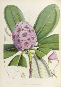 The Rhododendrons of Sikkim-Himalaya, being an account ... of the rhododendrons recently discovered in the mountains of Eastern Himalaya ... edited by Sir W. J. Hooker . London: Reeve, Benham and Reeve, 1849-1851