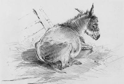 A DONKEY RESTING IN A BARN