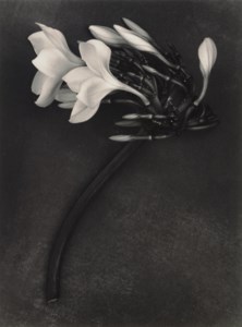 Orchid, St. John, U.S. Virgin Islands, April 1988