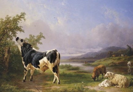Boeufs et moutons au pâturage