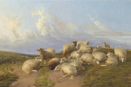 Sheep at Canterbury Meadow
