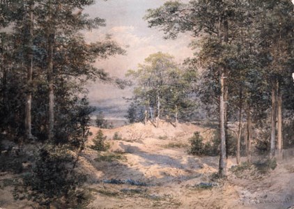 Forest Glade in Sunlight