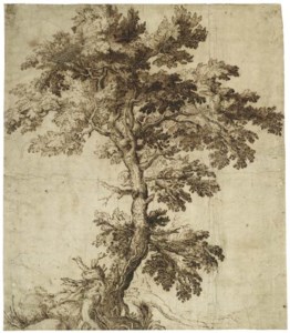A TREE ON AN OUTCROP