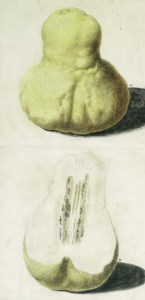 Two Citrus Medica