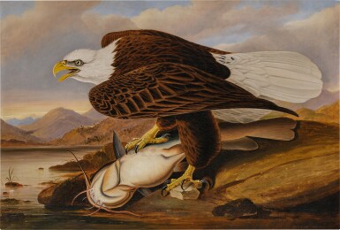 John James Audubon, White-Headed Eagle