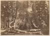 Mariposa Grove, Yosemite. 1861