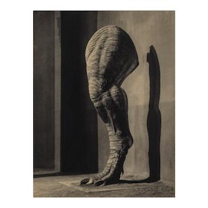 Joan Fontcuberta (born 1955); 'Tyrannosaurus' Leg' (from 'Science & Fiction');