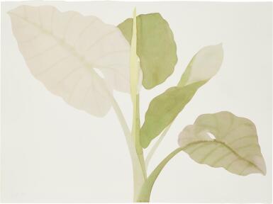 TARO (Calocasia Esculenta)