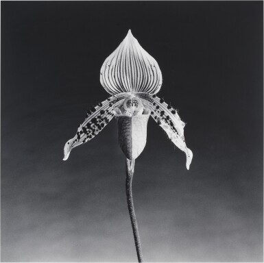 Orchid