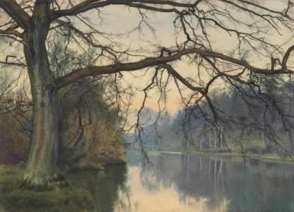 A great tree on a riverbank