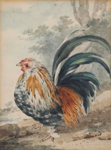 A dwarf rooster ( Gallus nana )