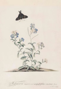 Virginia stock ( Hesperis maritima angustifolia , also called Malcolmia maritima ), with a butterfly