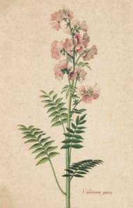 Greek Valerian, also called Jacob's Ladder ( Valeriana graeca )