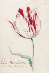 Study of the Admiral van Hoorn variety of tulip