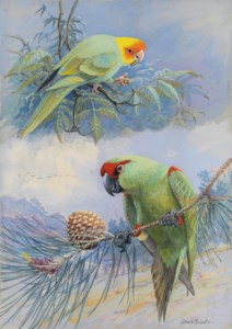 Carolina Parakeet and Thick Billed Parrot