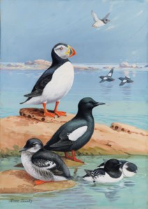Auks and Their Northland Neighbors