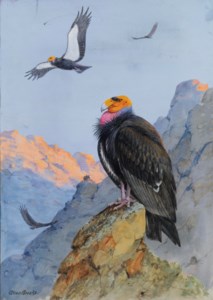 California Condors