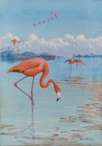 Flamingos
