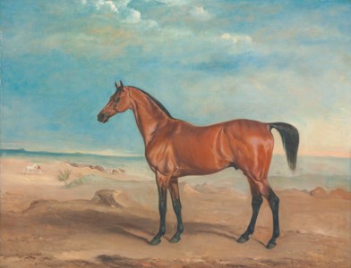 The Arab stallion 'Orelio' in a desert landscape, other horses and figures beyond